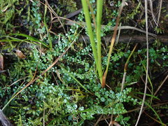 Galium palustre palustre