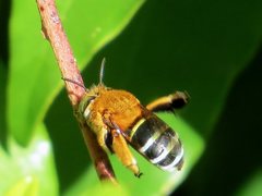 Amegilla cingulata