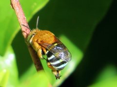 Amegilla cingulata