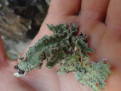 Pseudocyphellaria granulata