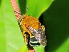 Amegilla cingulata
