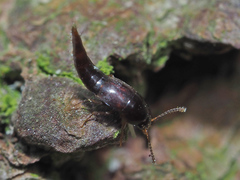 Sepedophilus testaceus