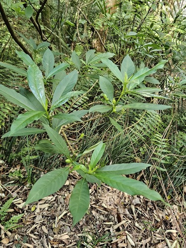 Rauvolfia verticillata, photograph 5