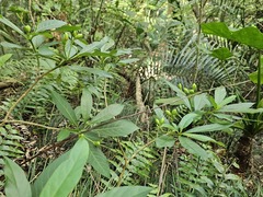 Rauvolfia verticillata, photograph 胡正恆(Jackson Hu), CC BY, iNaturalist via GBIF