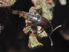 Sepedophilus testaceus