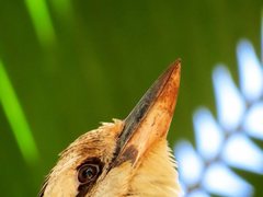 Dacelo novaeguineae novaeguineae