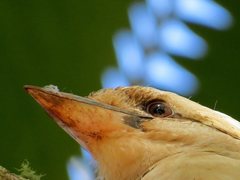 Dacelo novaeguineae novaeguineae