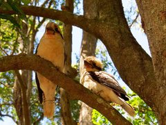 Dacelo novaeguineae novaeguineae