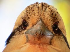 Dacelo novaeguineae novaeguineae