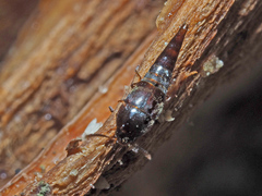 Sepedophilus testaceus