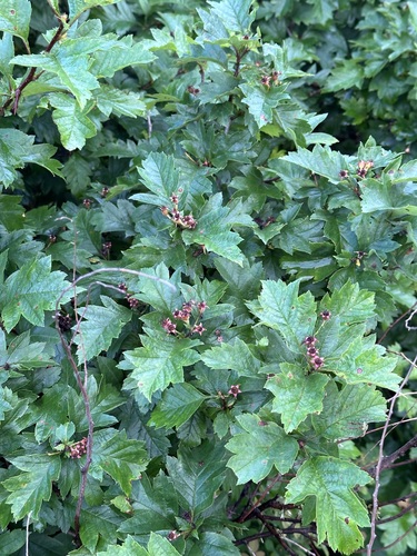 Image of Maximowicz’s Hawthorn (Crataegus maximowiczii) by (c) Tatyana Petrenko, some rights reserved (CC BY)