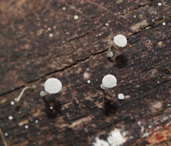 Mycena piringa