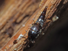 Sepedophilus testaceus
