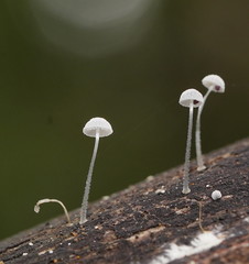 Mycena piringa