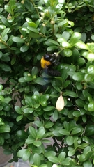 Xylocopa appendiculata circumvolans