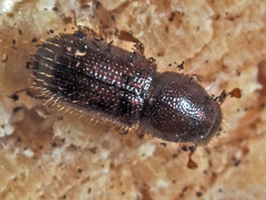 Dryocoetes autographus