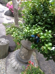 Xylocopa appendiculata circumvolans