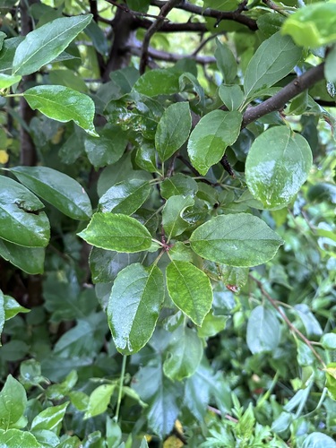 Image of Malus mandshurica by (c) Tatyana Petrenko, some rights reserved (CC BY)