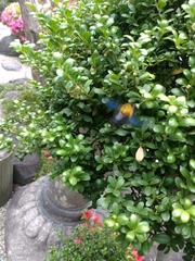 Xylocopa appendiculata circumvolans