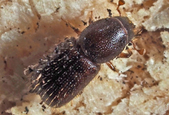 Dryocoetes autographus
