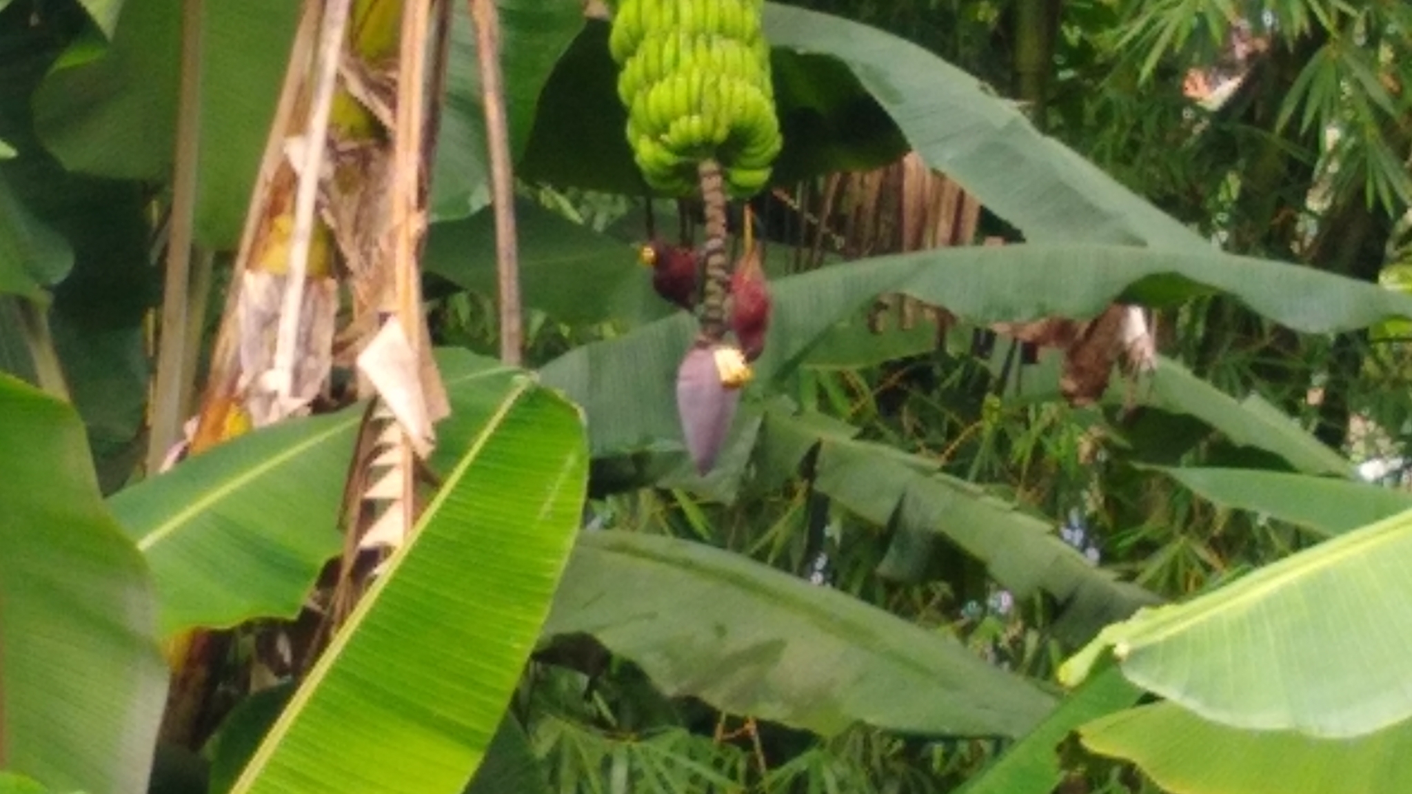 Pohnpei Lorikeet (Trichoglossus rubiginosus), photo 9