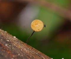 Marasmius alveolaris