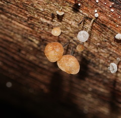 Marasmius alveolaris
