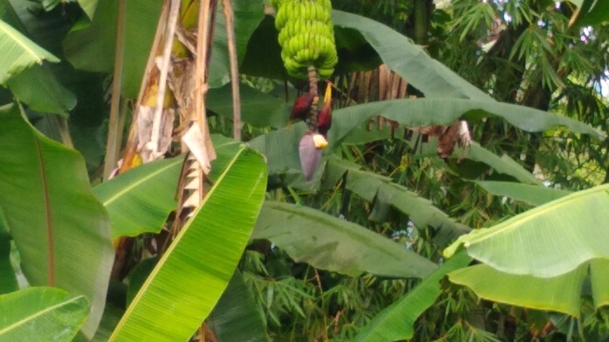 Pohnpei Lorikeet (Trichoglossus rubiginosus), photo 10