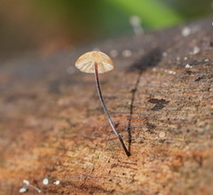 Marasmius alveolaris