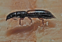 Nemozoma elongatum
