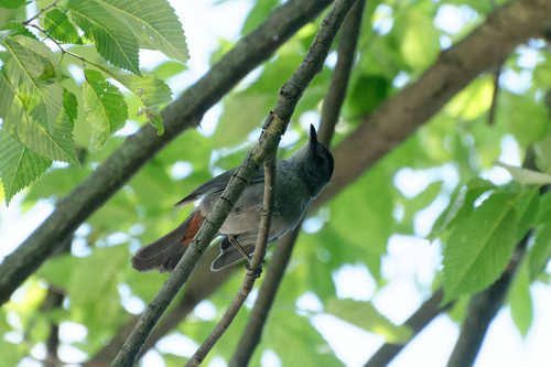 Gray Catbird photographed in Louisiana