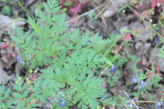 Ligusticum apiifolium