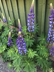 Lupinus polyphyllus