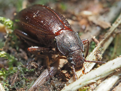 Stenomax aeneus