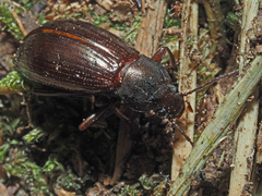 Stenomax aeneus