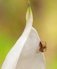 Oxyopes elegans