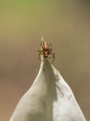 Oxyopes elegans