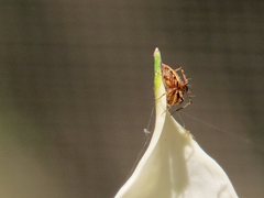 Oxyopes elegans