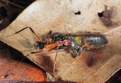 Leptomyrmex cnemidatus