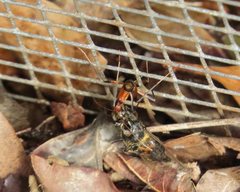 Leptomyrmex cnemidatus