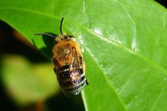 Amegilla cingulata