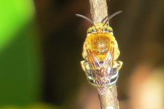 Amegilla cingulata
