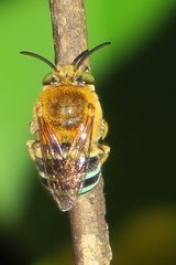 Amegilla cingulata