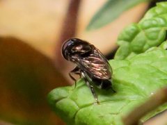 Eumerus argyrogaster