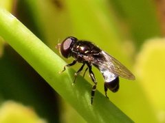 Eumerus argyrogaster