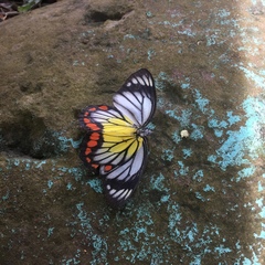 Delias hyparete luzonensis