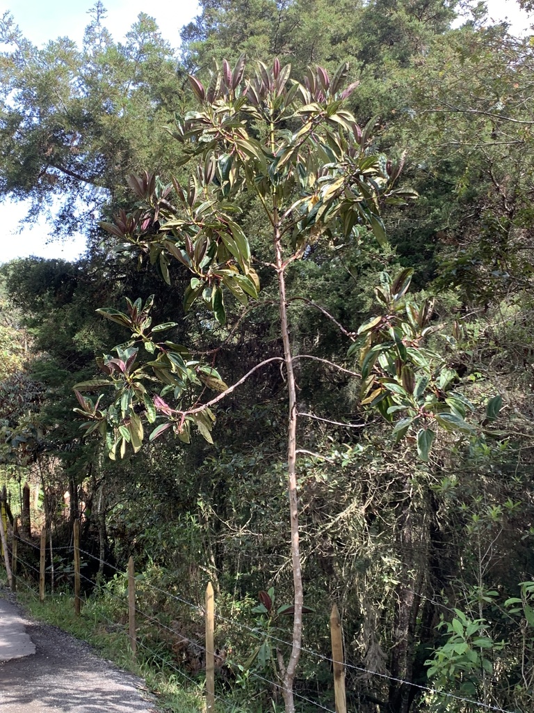 Leathery Colicwood from Piedras Blancas-Matasano, Medellín, Antioquia ...