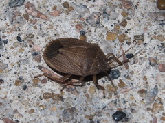 Caystrus obscurus