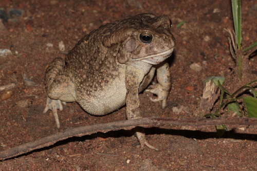 Guttural Toad