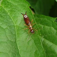 Apterygida albipennis